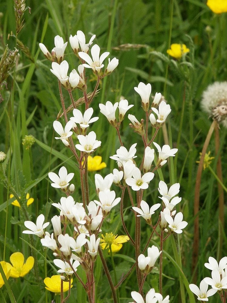 Saxifraga granulata